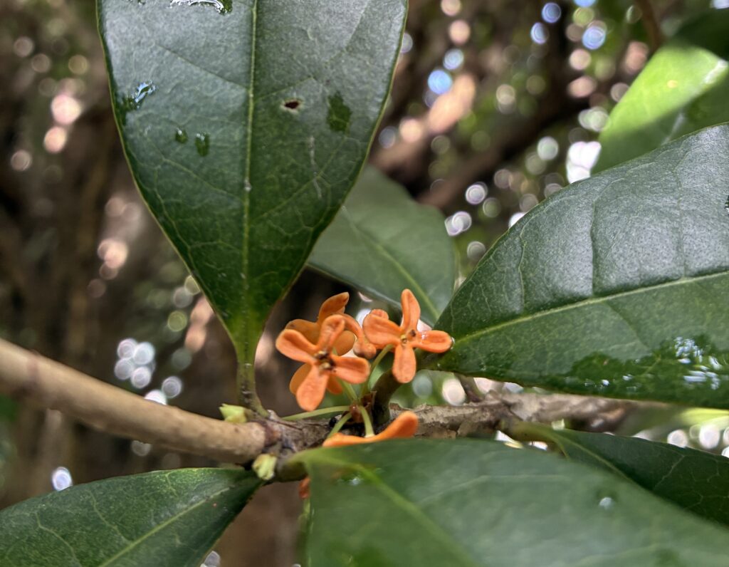 スタッフブログ】10/2更新-金木犀の花が咲き始めています。 | 県立東