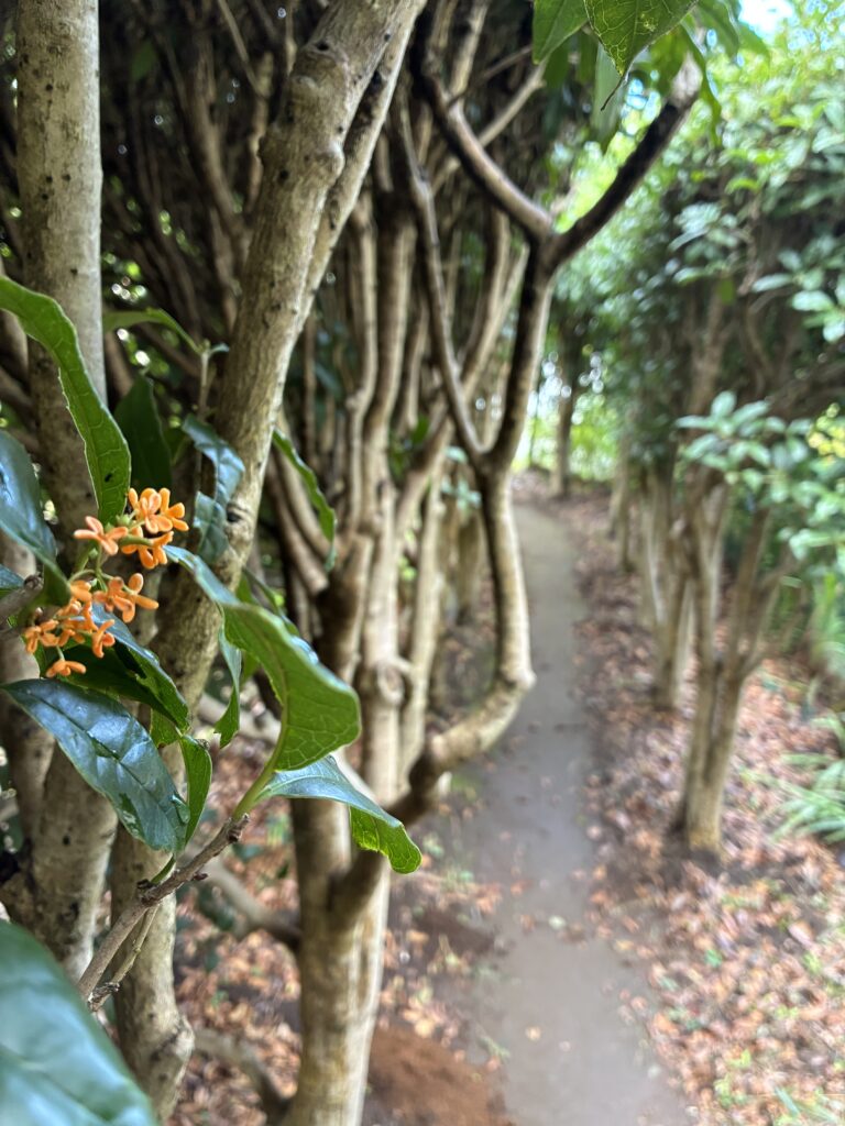 金木犀 金木犀 GreenOceanオリジナルブレンド♪ No194- 手作り雑貨屋 * 雑貨